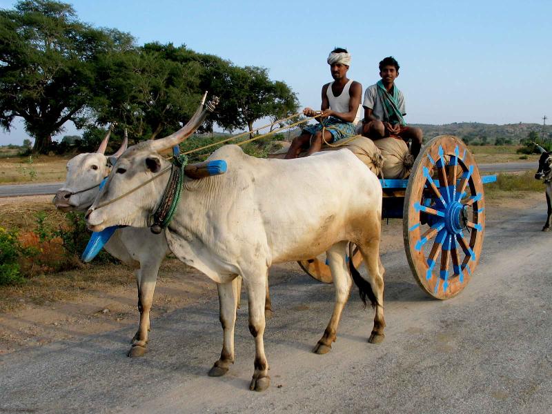 Dairy Farming INDIAN BREEDS OF CATTLE